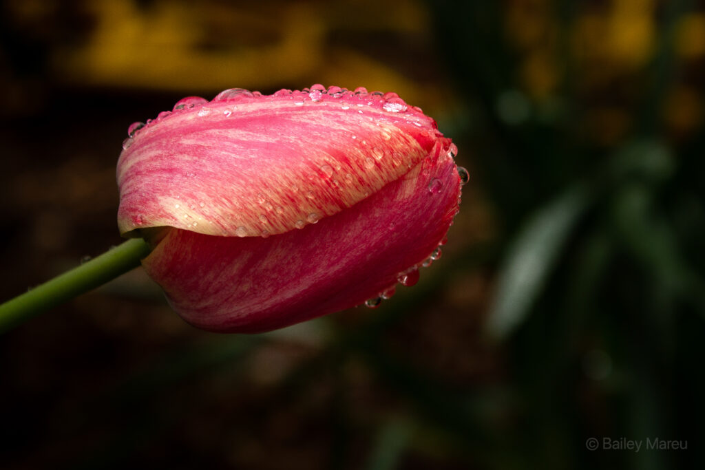 A bright pink tulip bulb, weighed down by weather, is covered in delicate rain drops, melted from snow. The pink pops against a dark green foliage background.